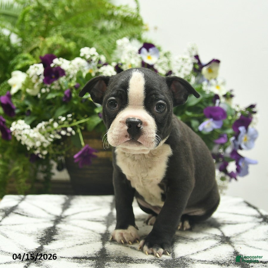 Boston Terrier dogs Monroe  - Ad 1