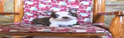 Boston Terrier dogs for sale: Gus - Ad 2