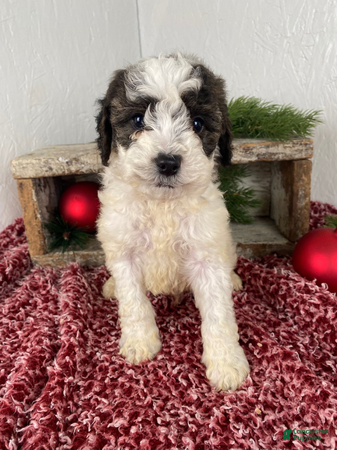 Cockapoo dogs for sale: Hunter - Ad 7