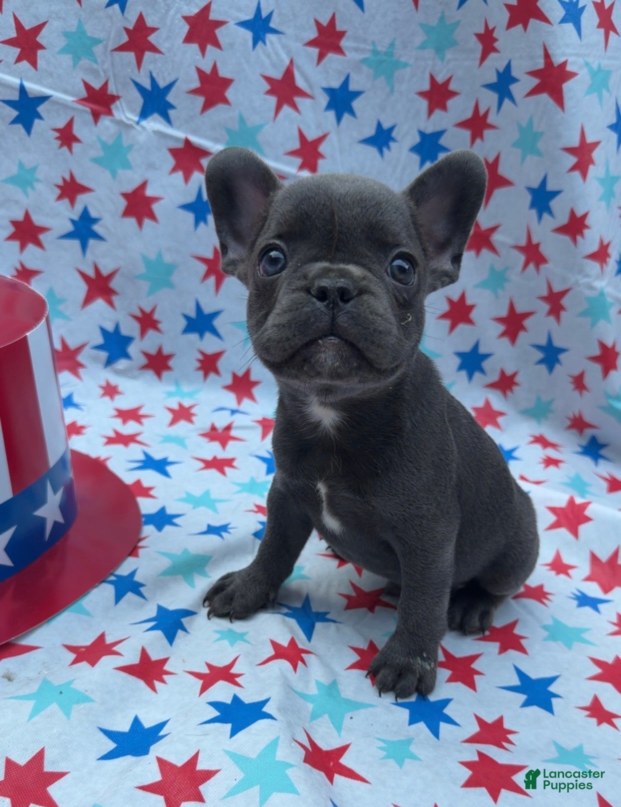 French Bulldog dogs French Bulldog 2 - Ad 1