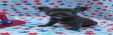French Bulldog 2