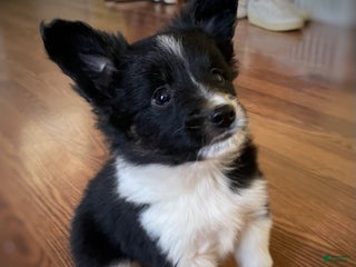 Mixed Breed dogs Spot. - Ad 9