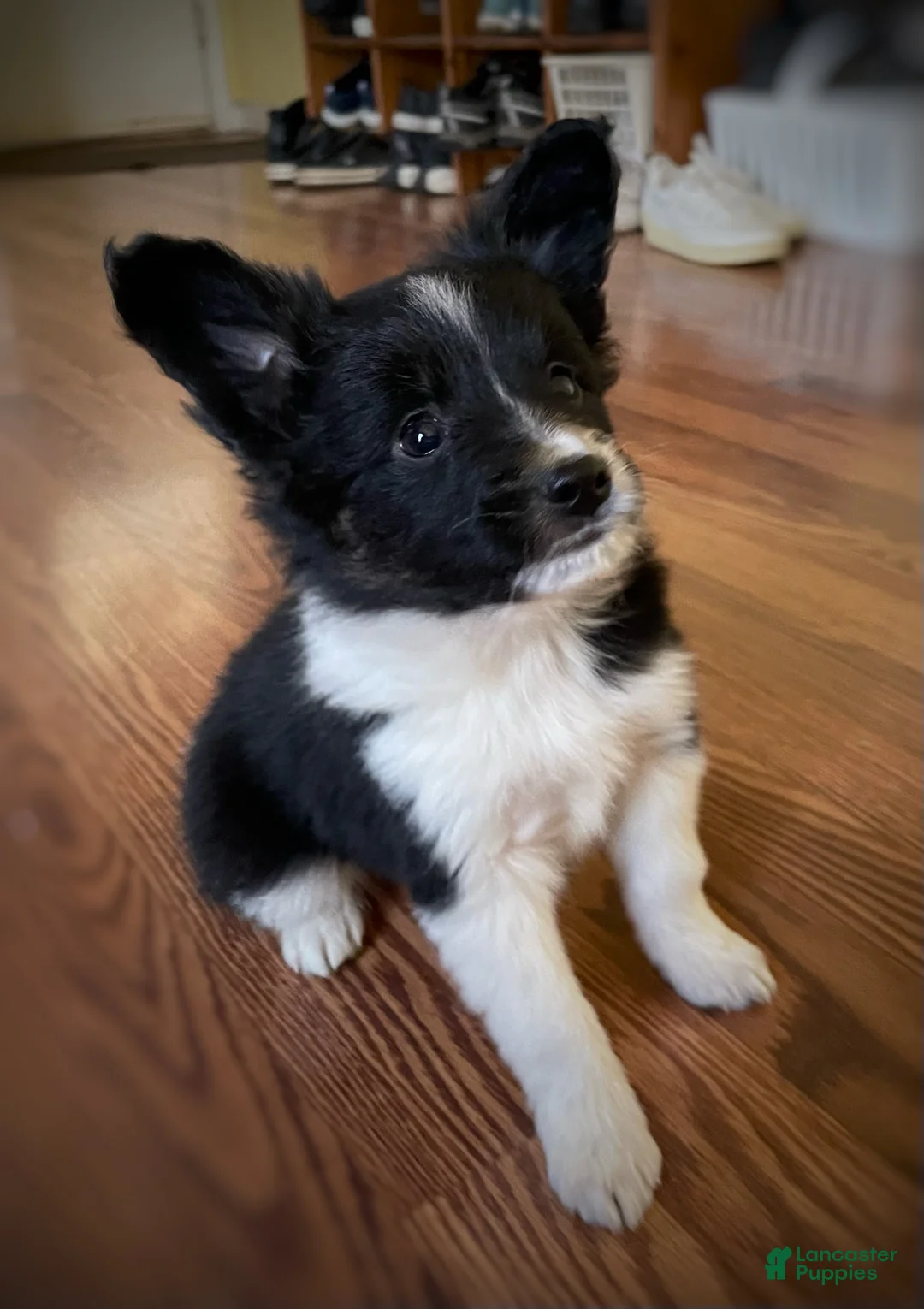 Mixed Breed dogs for sale: RESERVED Spot.   - Ad 1