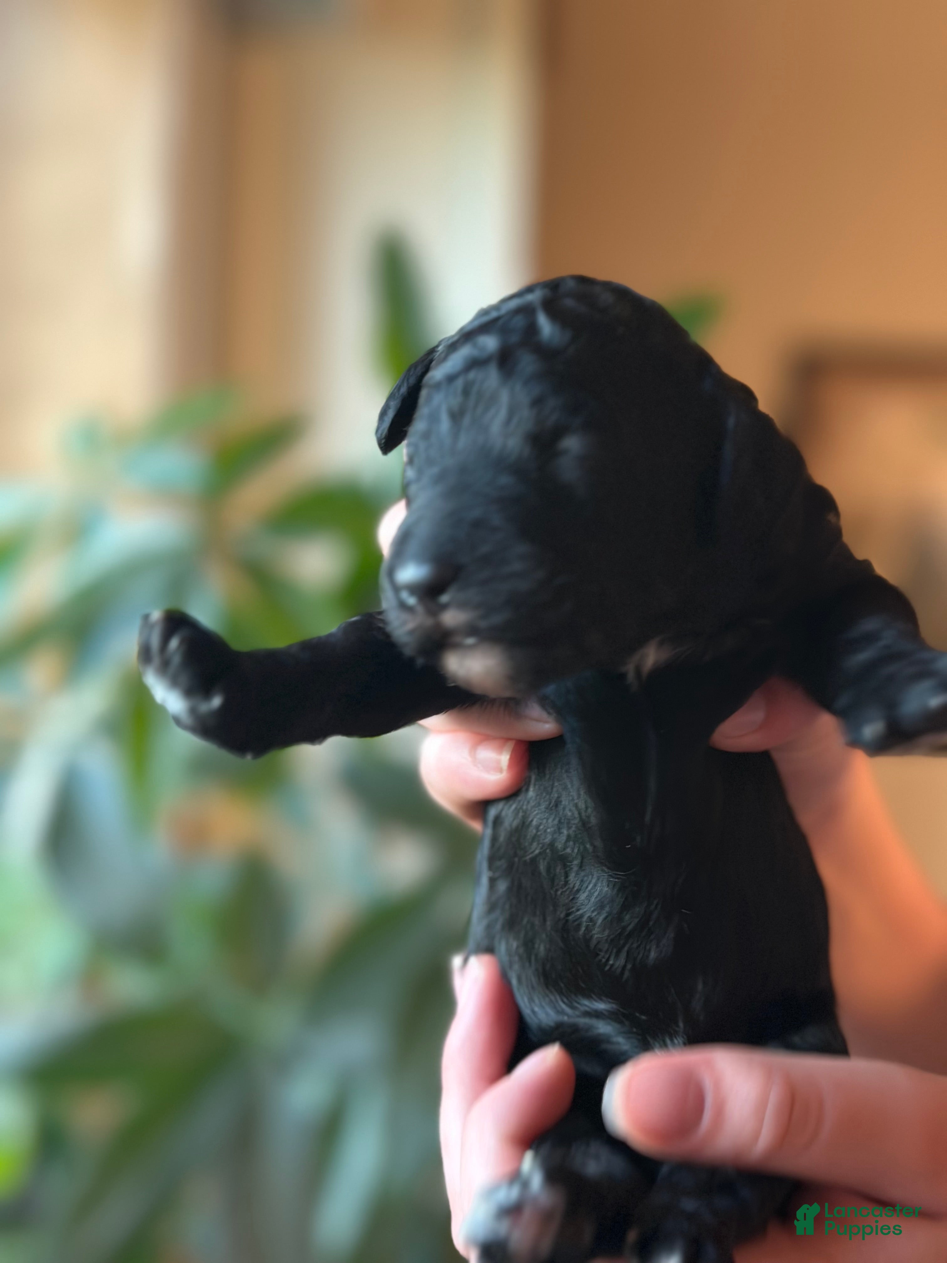 Standard Poodle dogs Standard Poodle 1 - Ad 2