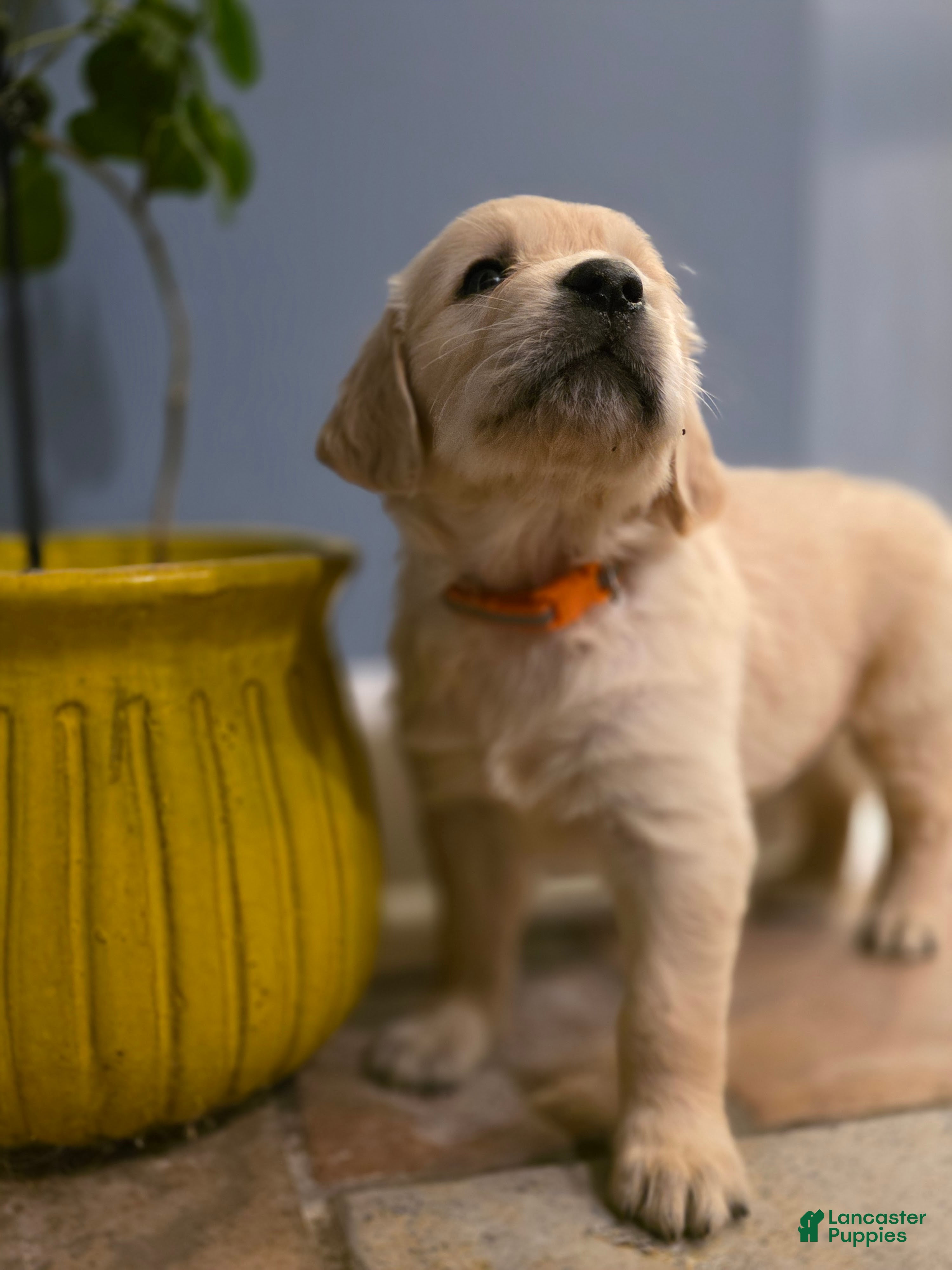 Golden Retriever dogs COCOA Pebbles, Champion Sired - Ad 2