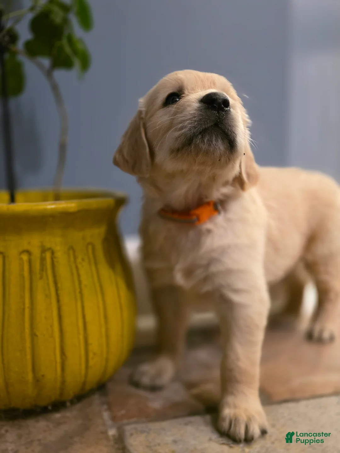 Golden Retriever dogs for sale: COCOA Pebbles, Champion Sired - Ad 2