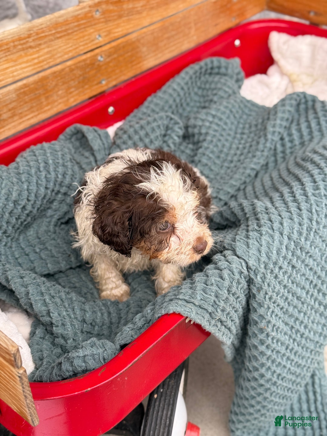 Cavapoo dogs for sale: Arlo - Ad 40