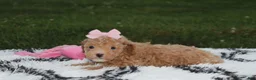 Bichpoo dogs for sale: Kalila  - Ad 12