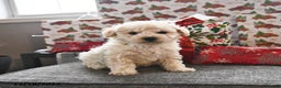 Toy Poodle dogs for sale: Winter  - Ad 4