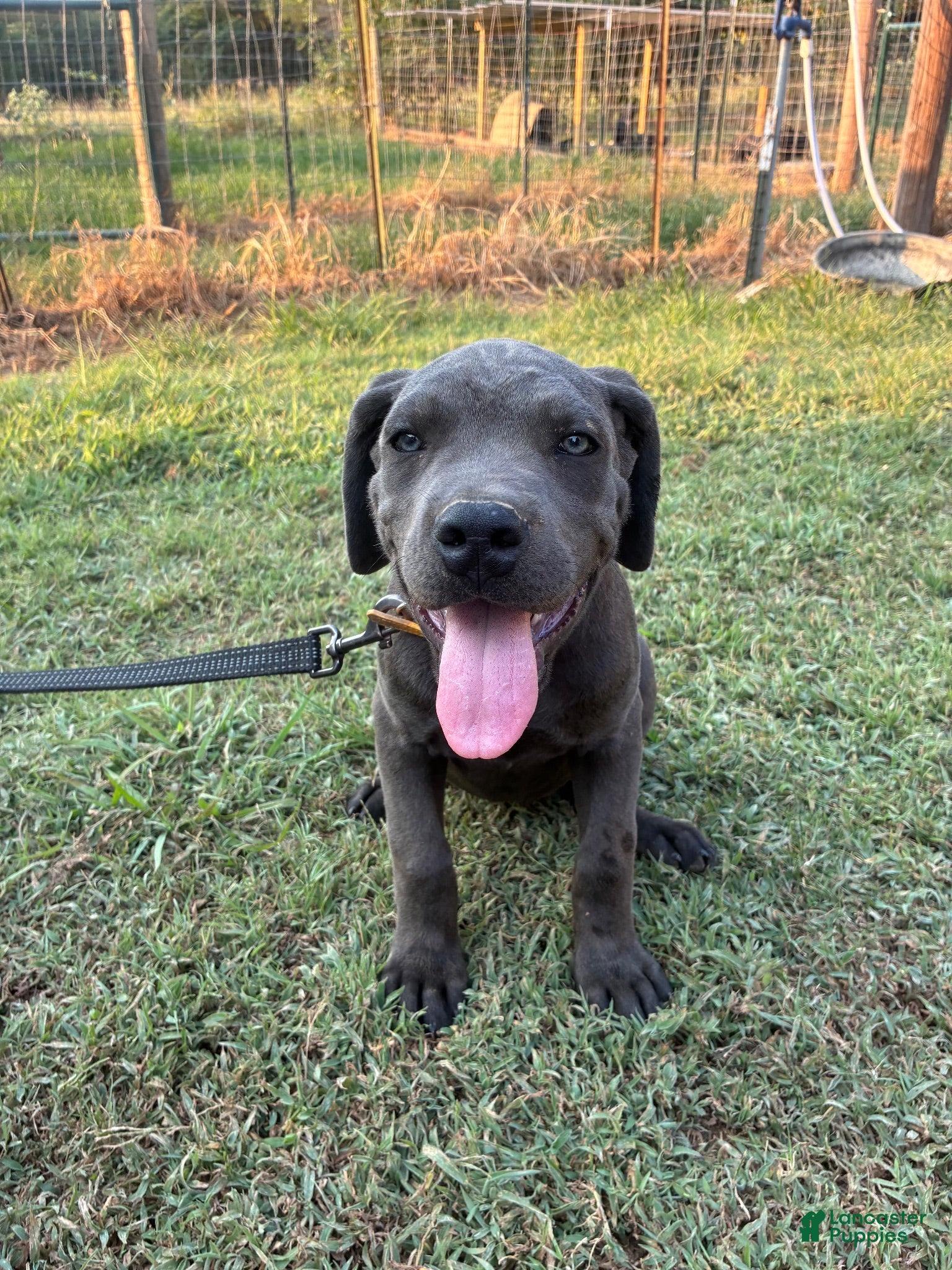 Cane Corso dogs Cane Corso Puppy 12 - Ad 32