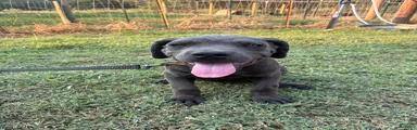 Cane Corso Puppy 12