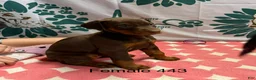 Doberman Pinscher dogs for sale: Female with ears cropped - Ad 1