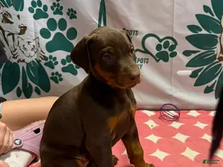 Doberman Pinscher dogs Female with ears cropped - Ad 17