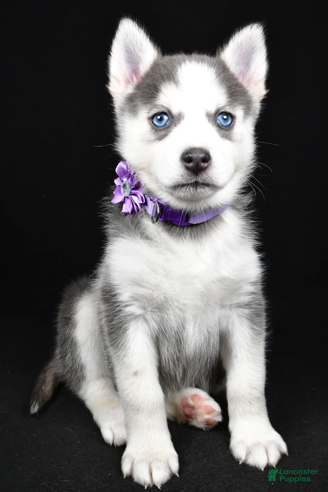 Pomsky dogs for sale: Tori - Ad 7