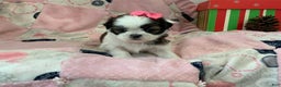 Shih Tzu dogs for sale: TINA - Ad 5