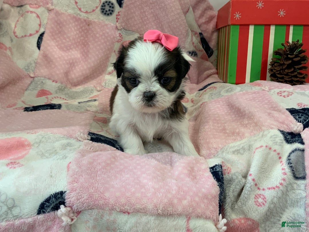 Shih Tzu dogs for sale: TINA - Ad 5