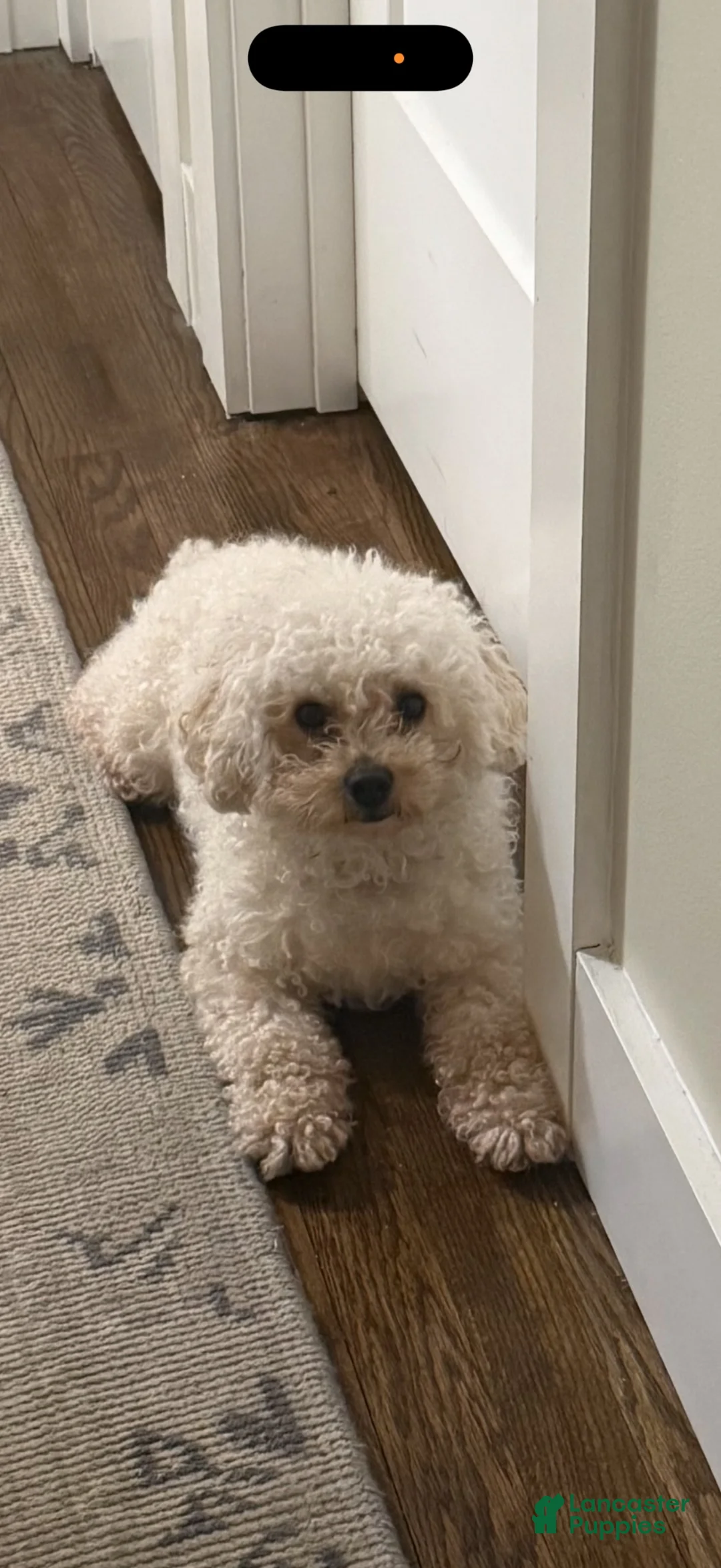 Shihpoo dogs for sale: Tator - Ad 6