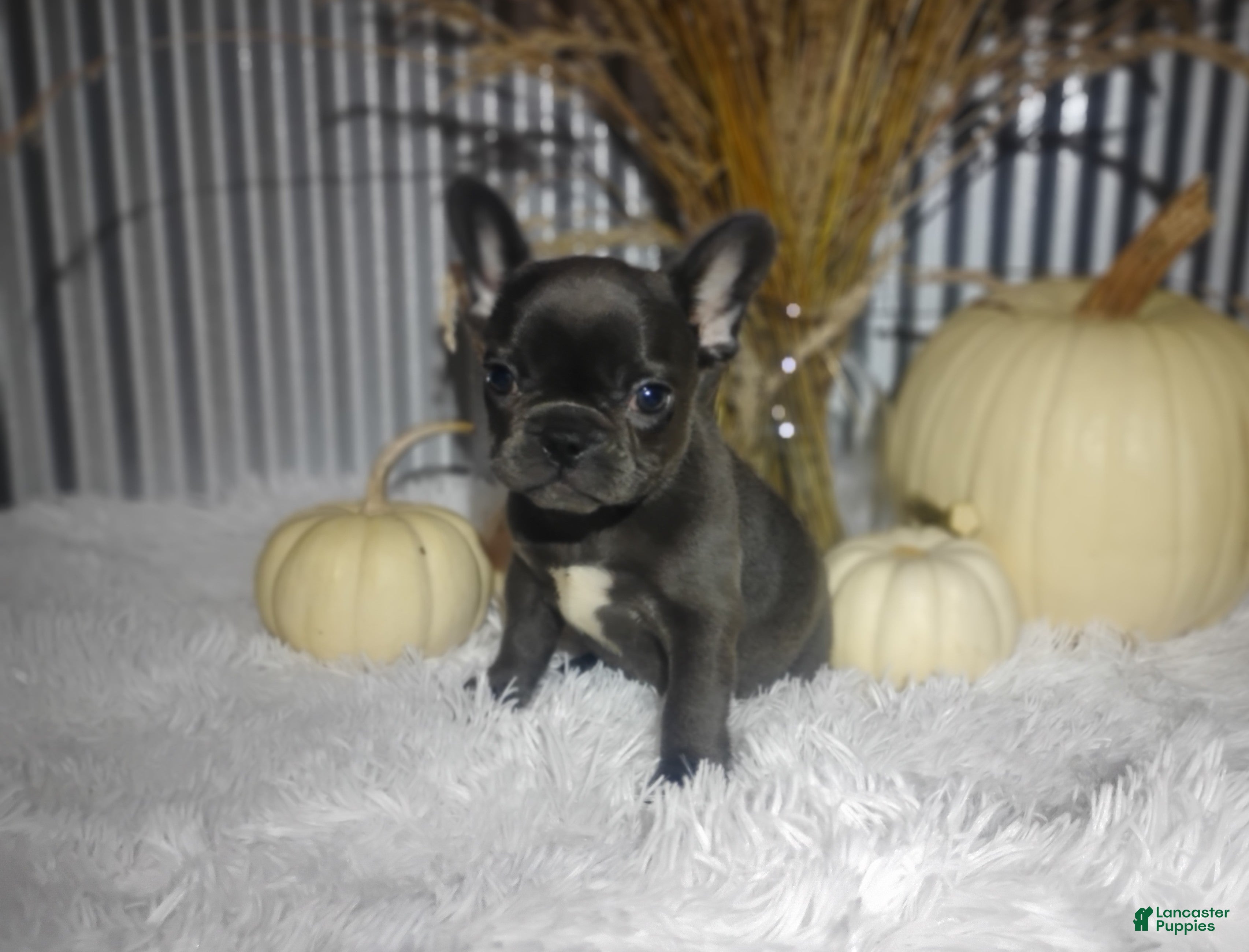 French Bulldog dogs for sale: Sasha - Ad 1