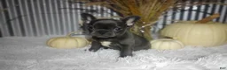 French Bulldog dogs for sale: Sasha - Ad 1