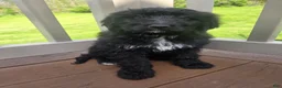 Bernedoodle dogs for sale: Bernedoodle Puppy 3 - Ad 10