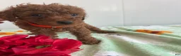 Miniature Poodle dogs for sale: Barkley - Ad 3