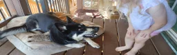 Gerberian Shepsky dogs for sale: Midnight - Ad 12