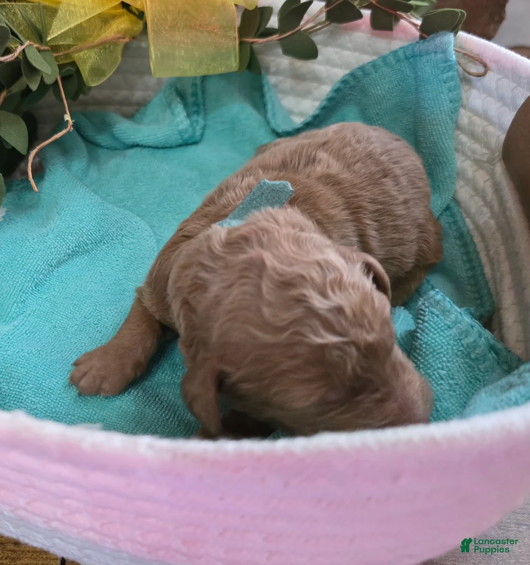 Goldendoodle dogs for sale: Goldendoodle Puppy 2 - Ad 2