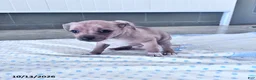 Chihuahua dogs for sale: Butterscotch - Ad 11