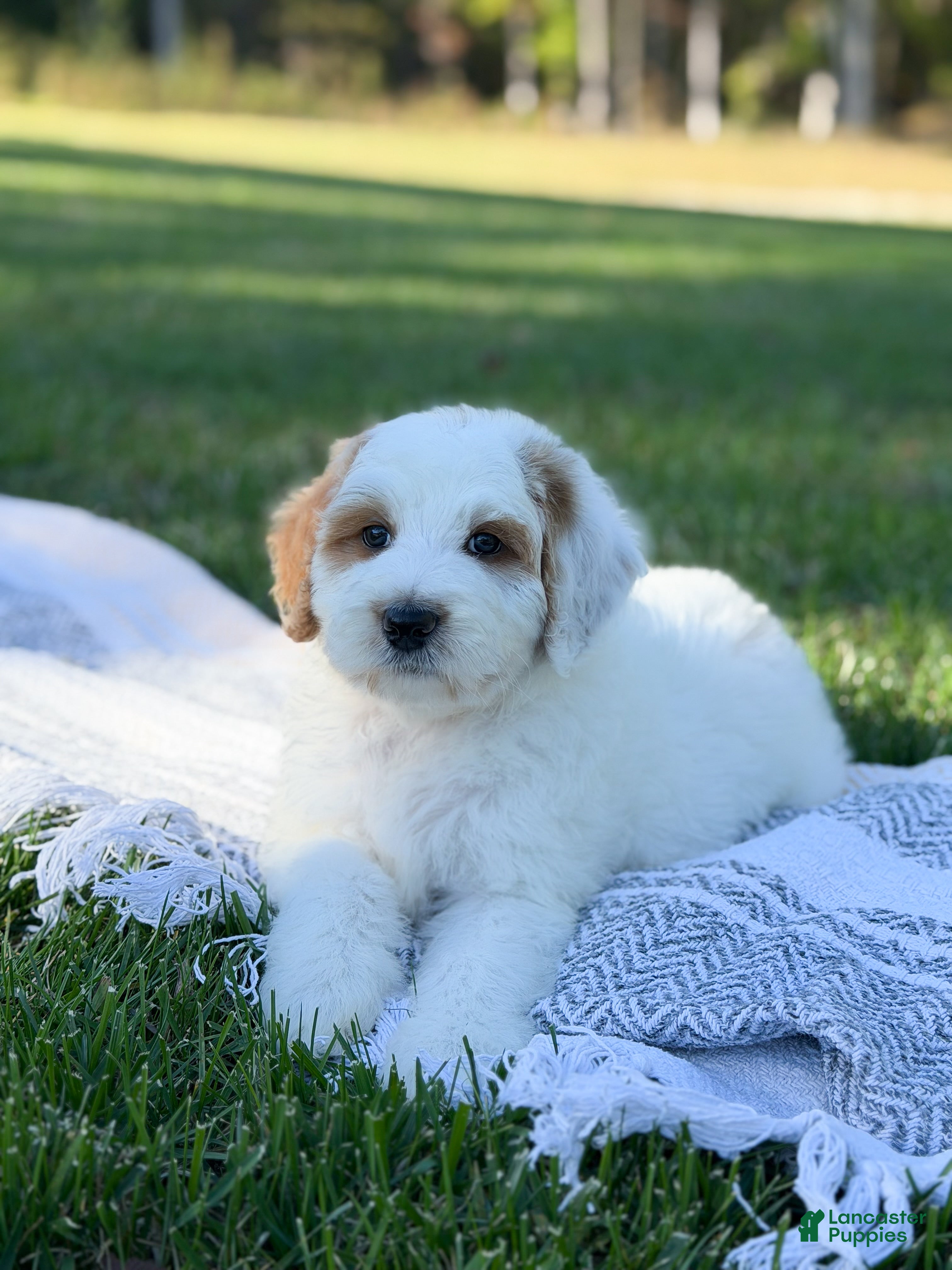 Goldendoodle dogs Hello I’m Forest🩵 - Ad 2
