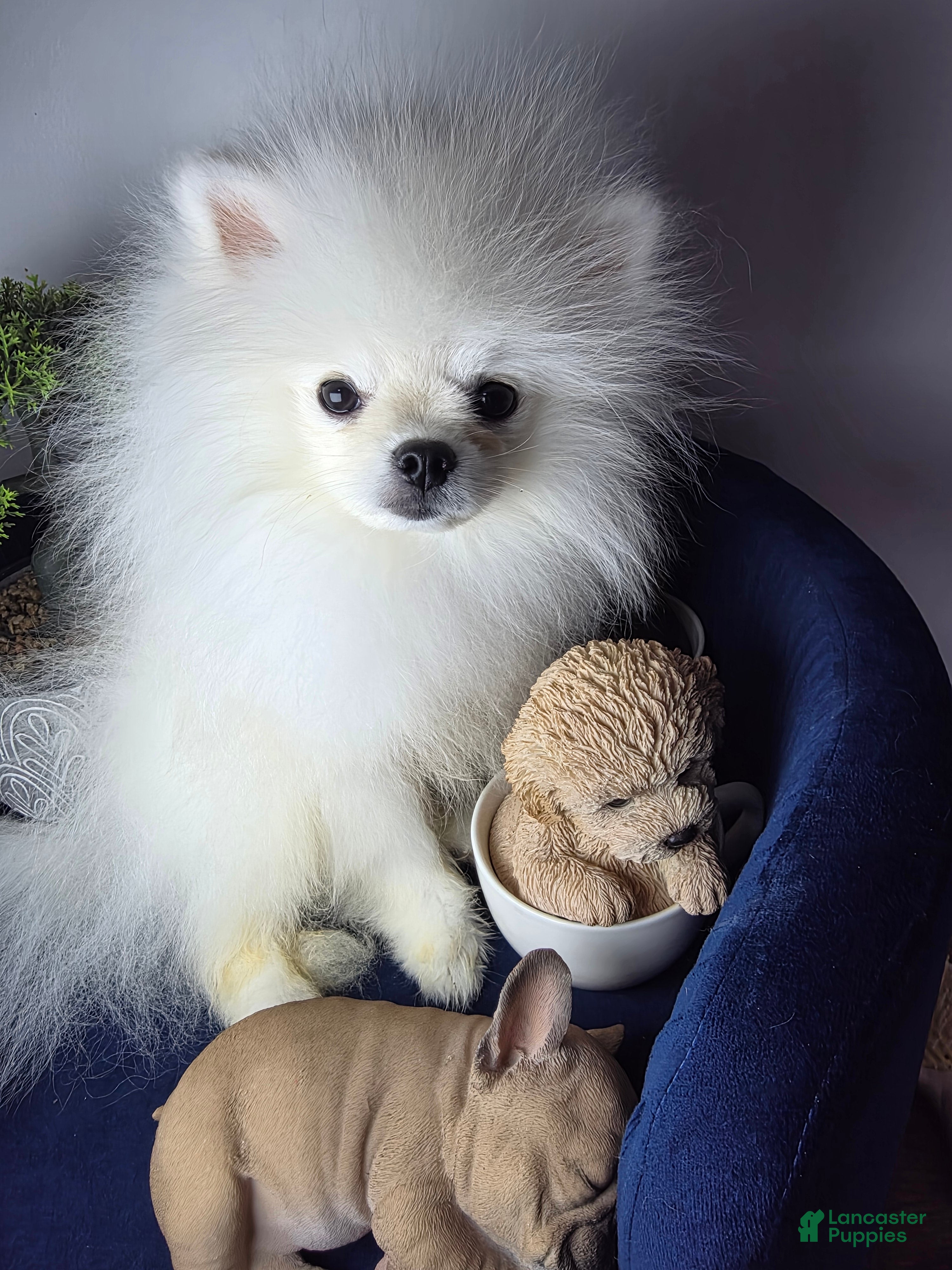 Pomeranian dogs Lucas - Ad 15