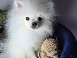 Pomeranian dogs Lucas - Ad 15