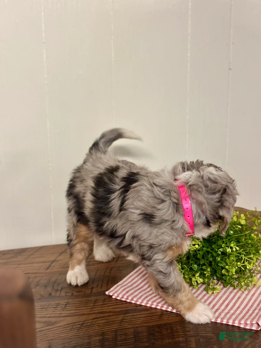 Mini Bernedoodle dogs for sale: Chloe Mini Bernedoodle Puppy 2 - Ad 5