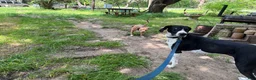 Mixed Breed dogs for sale: Mixed Breed 5 - Ad 2