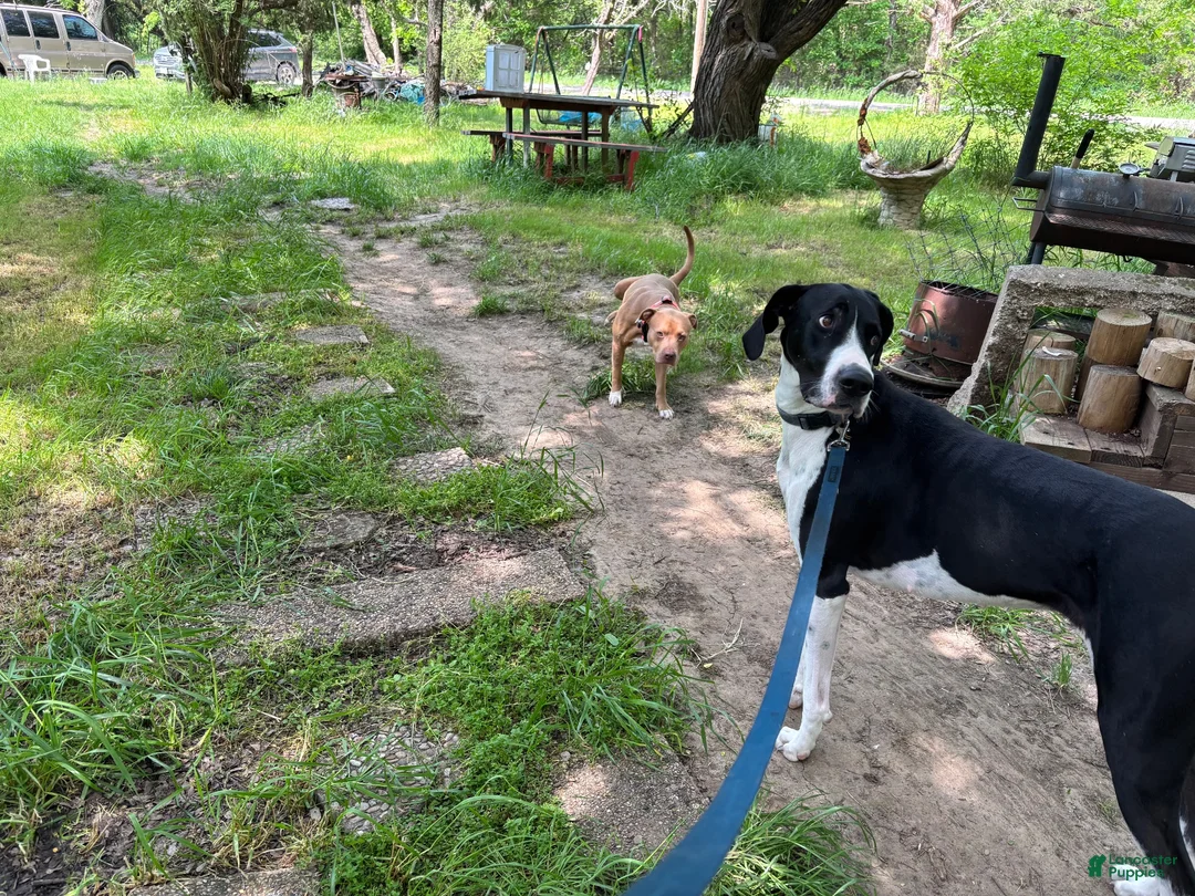 Mixed Breed dogs for sale: Mixed Breed 5 - Ad 2
