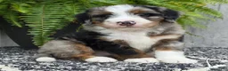 Mini Bernedoodle dogs for sale: Mini Tank - Ad 3