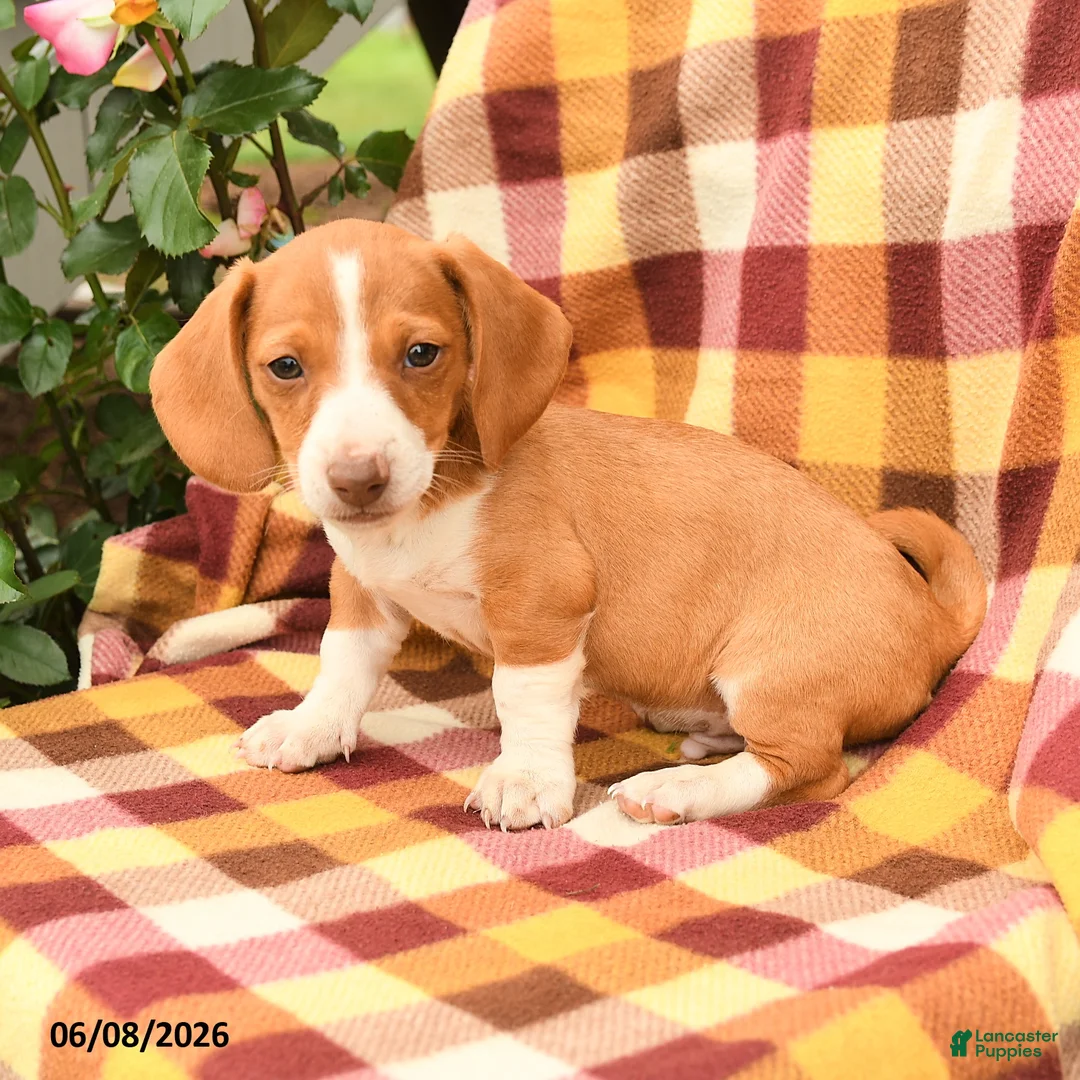 Miniature Dachshund dogs for sale: Snickers - Ad 1