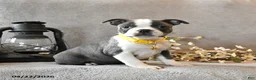 Boston Terrier dogs for sale: River - Ad 2