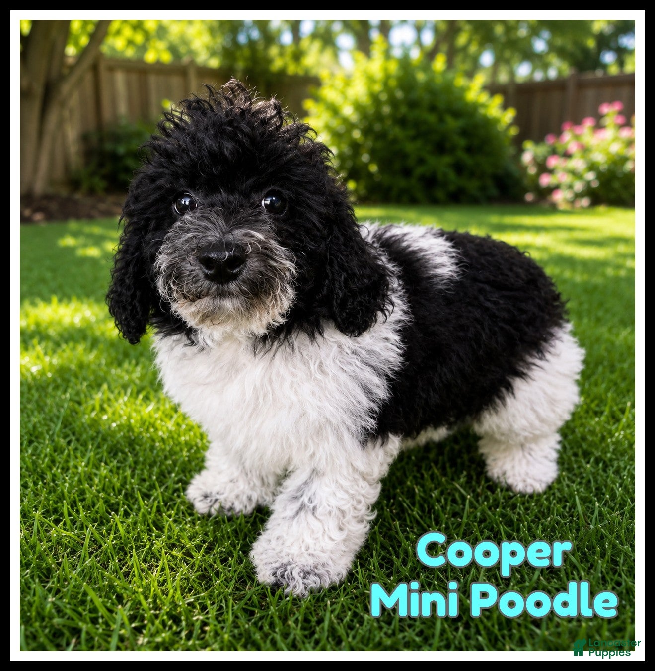 Miniature Poodle dogs Cooper - Ad 1
