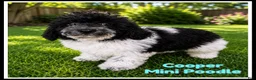 Miniature Poodle dogs for sale: Cooper - Ad 1