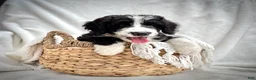 Bernedoodle dogs for sale: Cooper - Ad 9