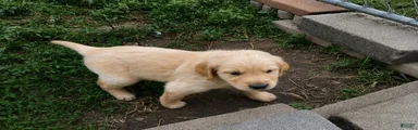cookie