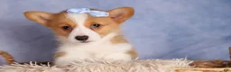 Welsh Corgi Pembroke dogs for sale: Barry🐾 - Ad 9