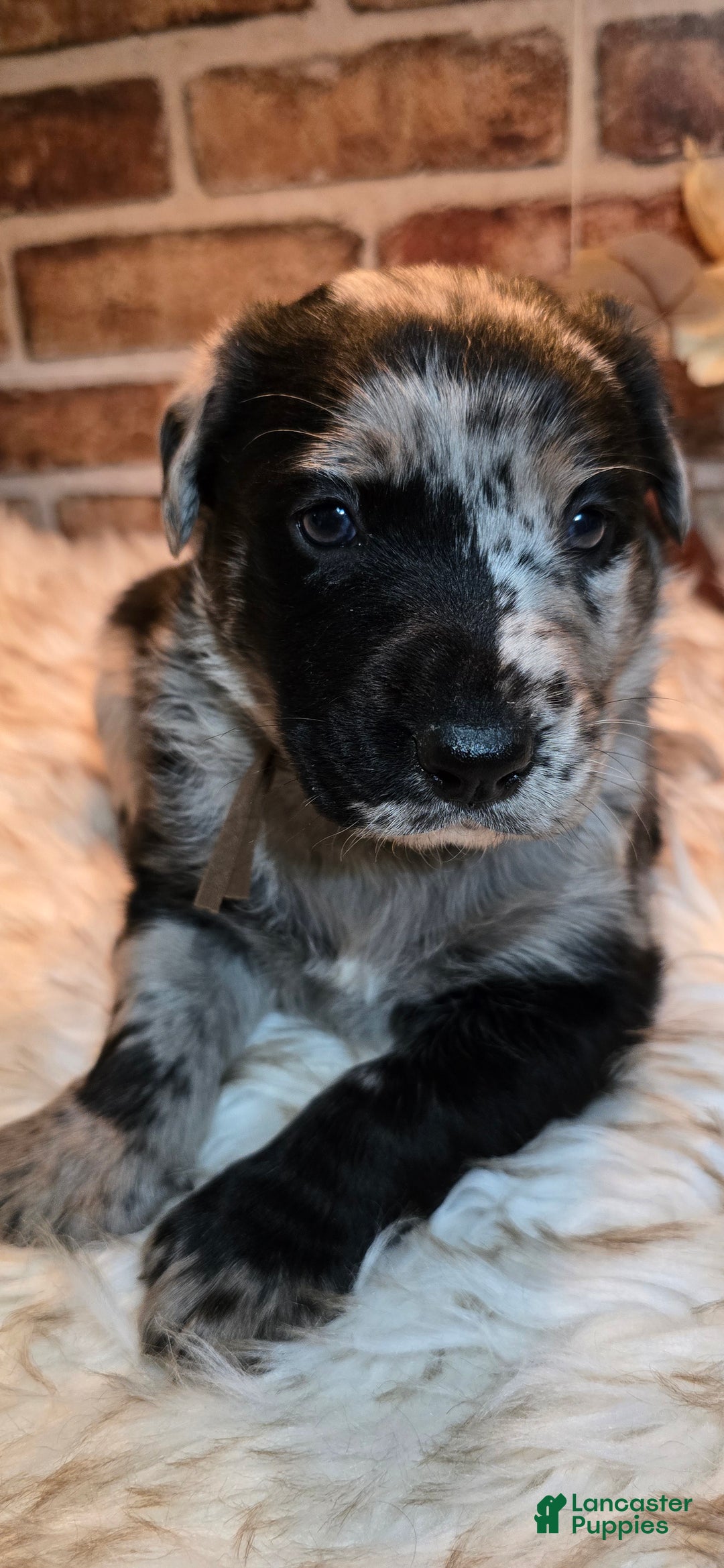Mixed Breed dogs for sale: Atlas - Ad 13