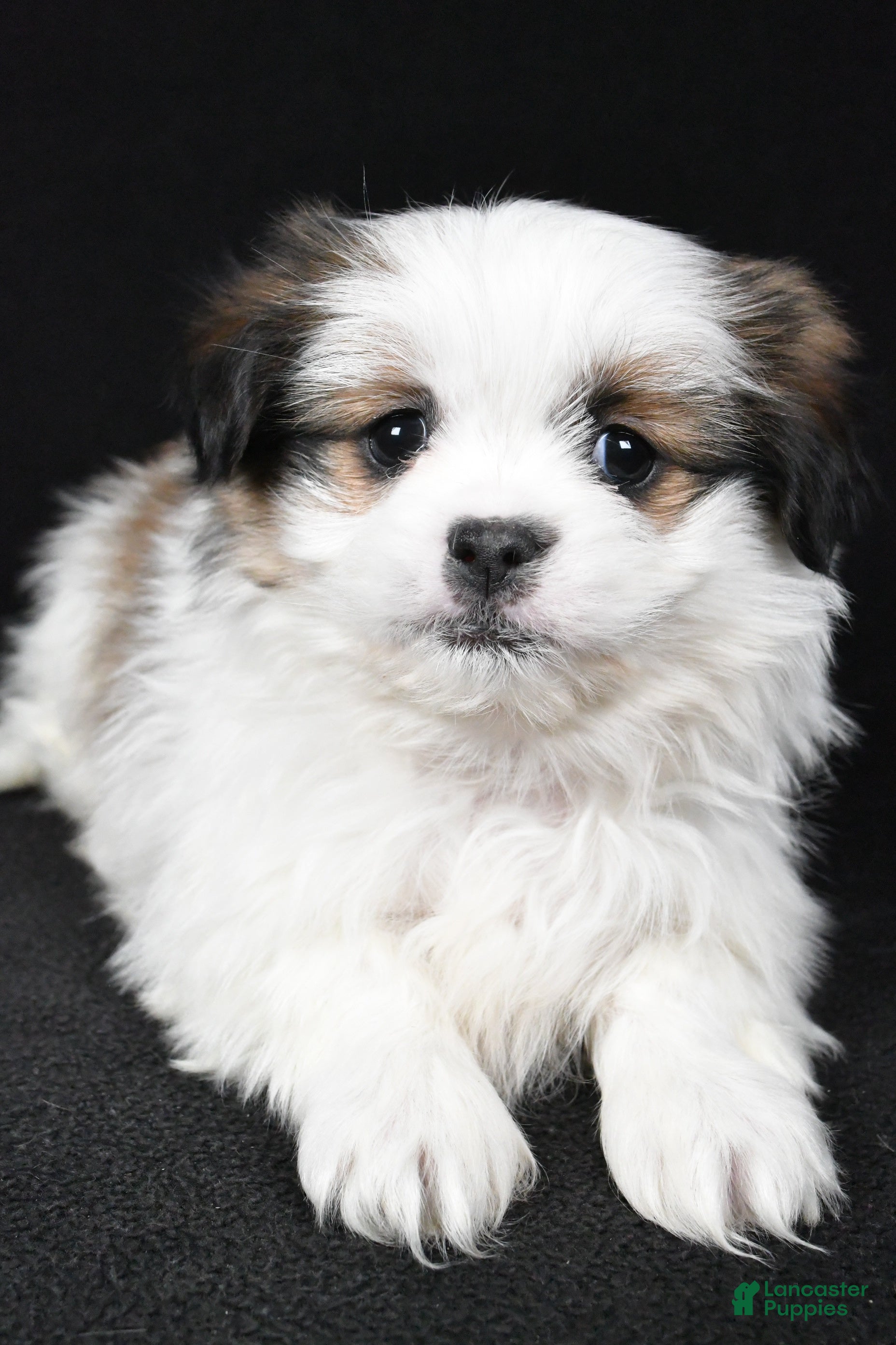 Mixed Breed dogs Alex - Ad 1