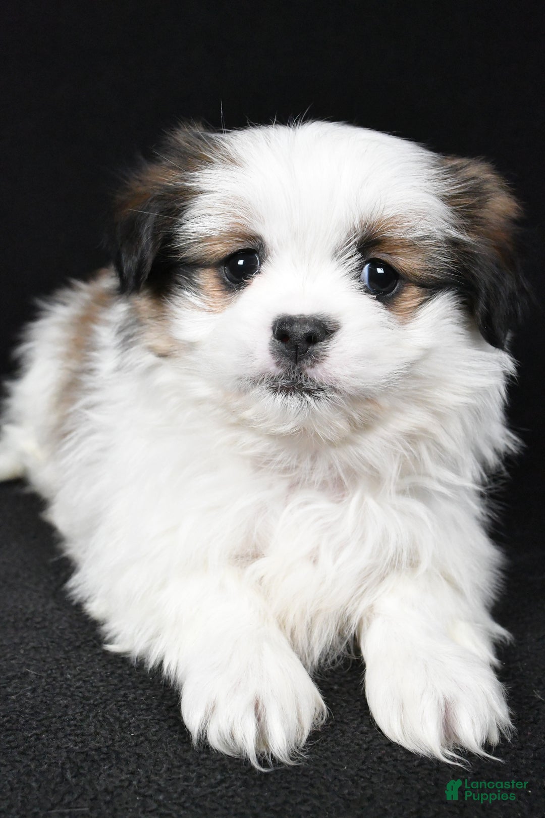 Mixed Breed dogs for sale: Alex - Ad 4