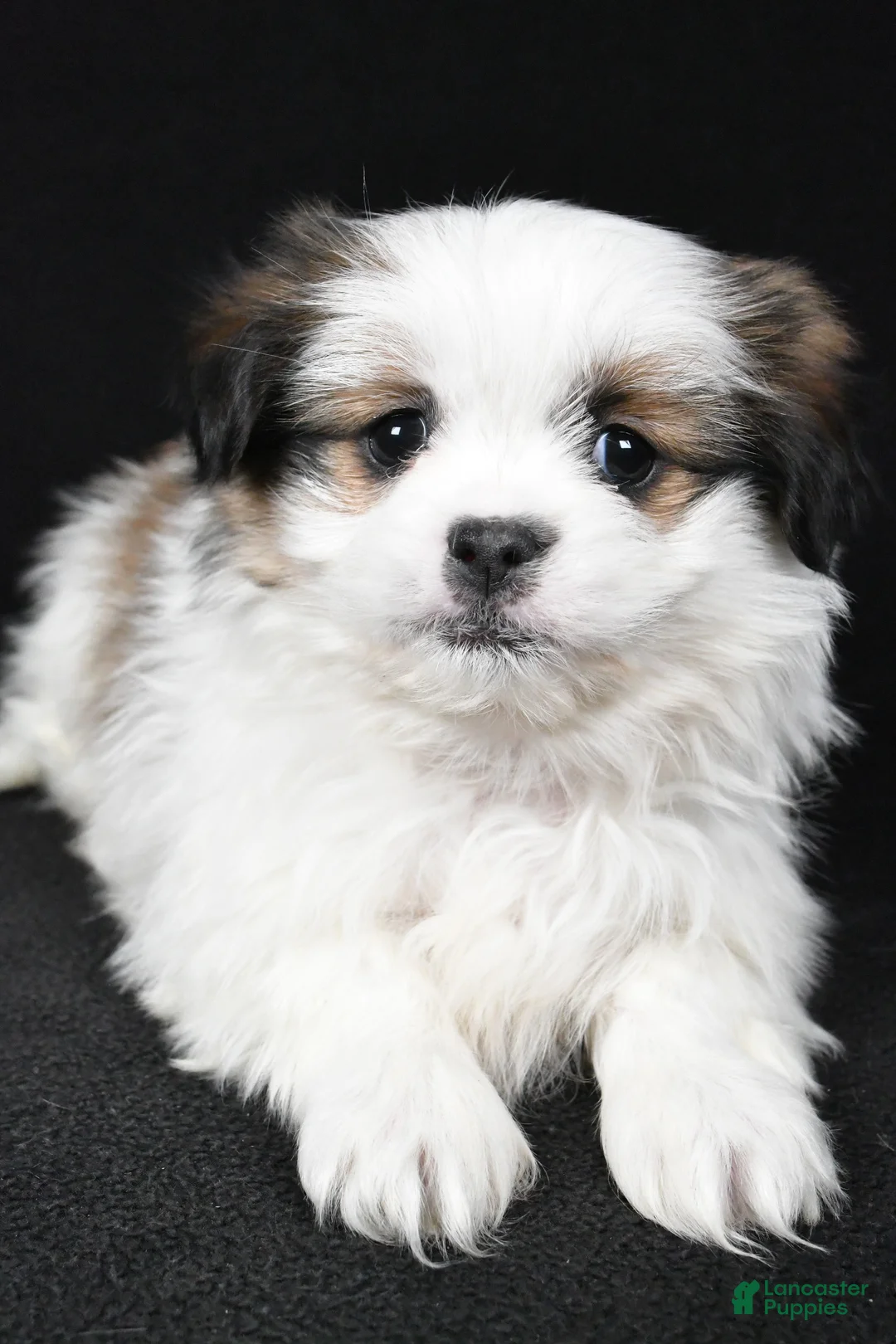 Mixed Breed dogs for sale: Alex - Ad 6