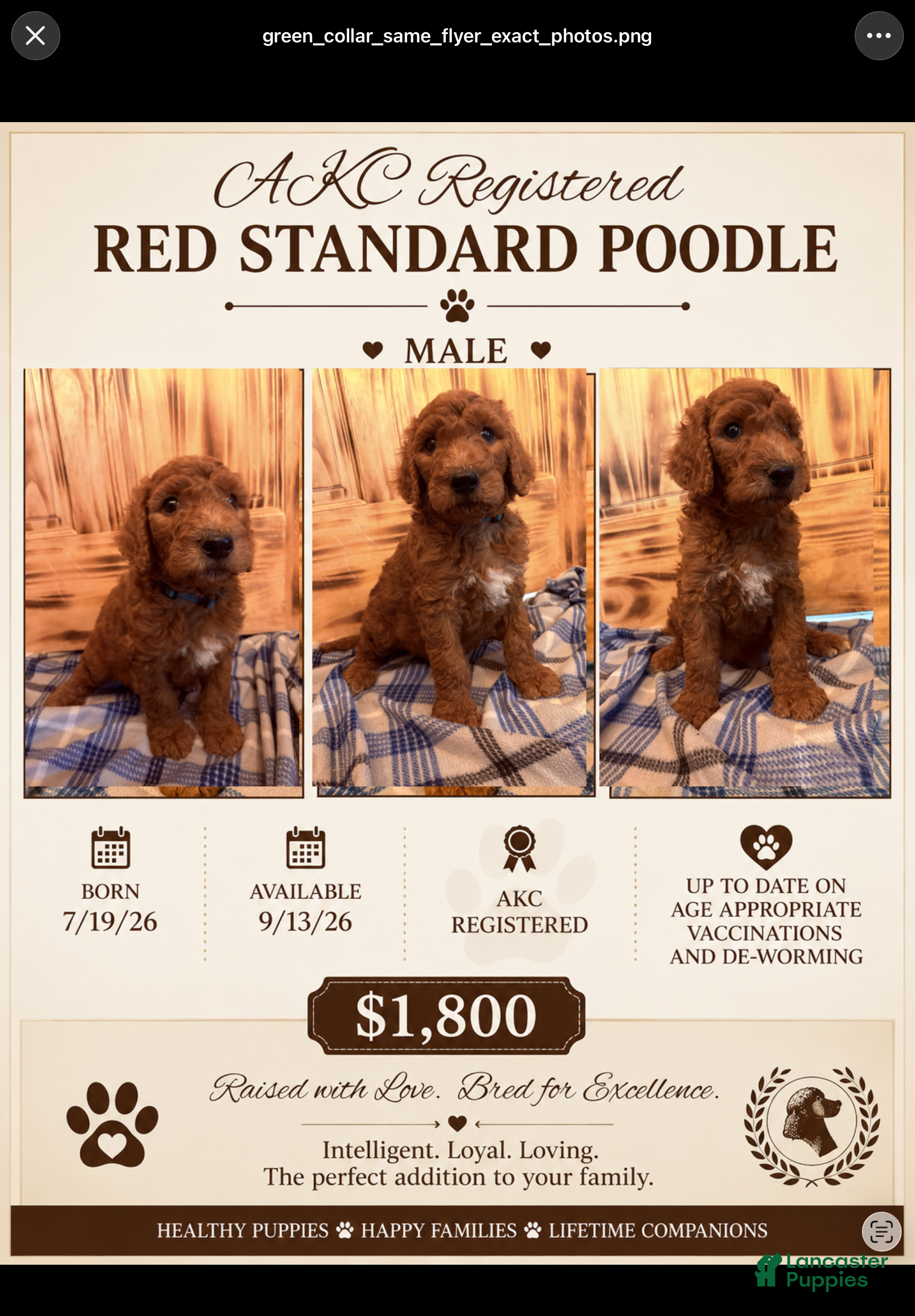 Standard Poodle dogs Standard Poodle 3 - Ad 1