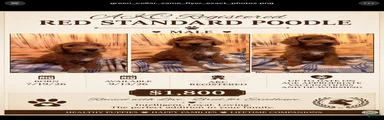 Standard Poodle 3