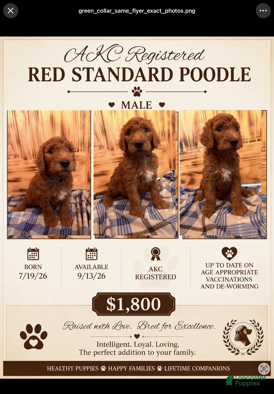 Standard Poodle dogs for sale: Standard Poodle 3 - Ad 1