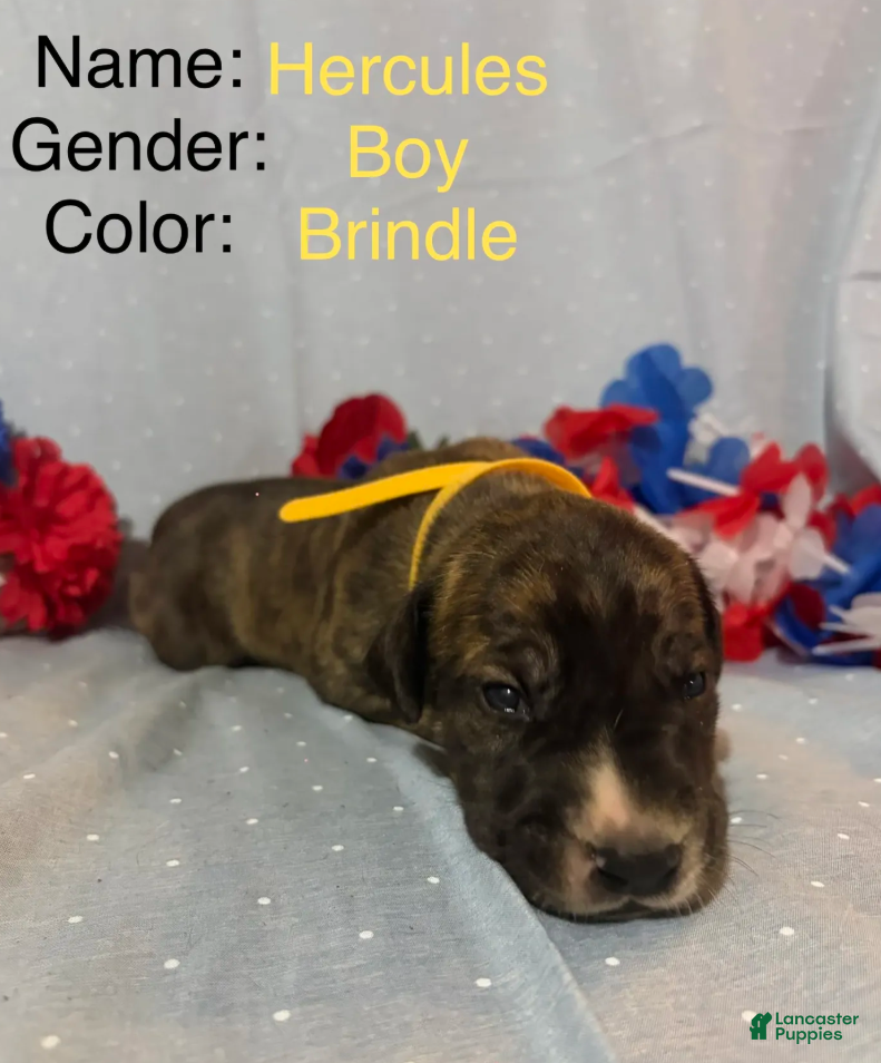 Great Dane dogs Hercules - Ad 1
